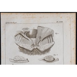 1825 - Développement du fœtus humain 