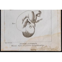1825 - Développement du fœtus humain 