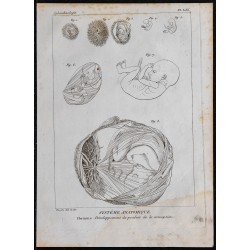 1825 - Développement embryonnaire humain 