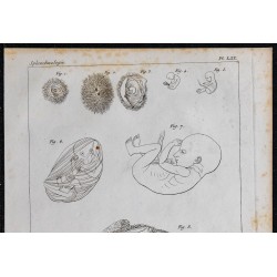 1825 - Développement embryonnaire humain 