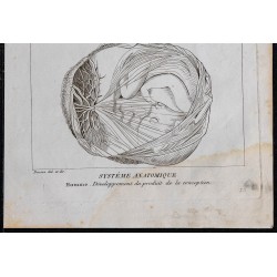 1825 - Développement embryonnaire humain 