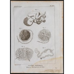 1825 - Développement du fœtus humain 