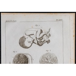 1825 - Développement du fœtus humain 