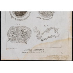 1825 - Développement du fœtus humain 
