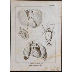 1825 - Circulation fœtale humaine 