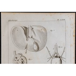 1825 - Circulation fœtale humaine 