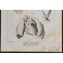 1825 - Circulation fœtale humaine 