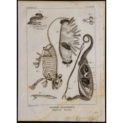 1825 - Viscères de caméléon 