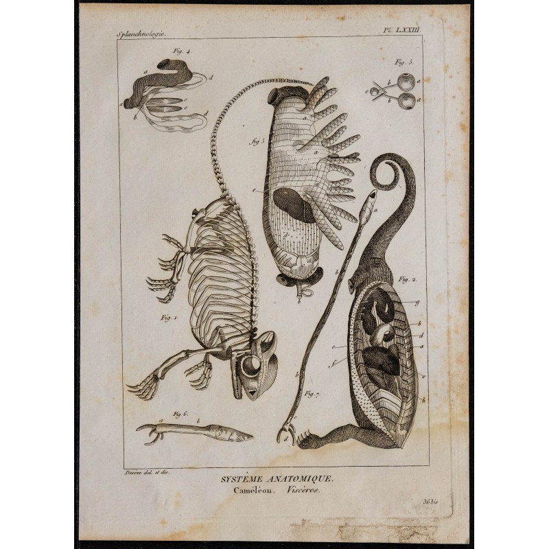 1825 - Viscères de caméléon 
