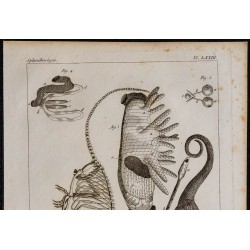 1825 - Viscères de caméléon 