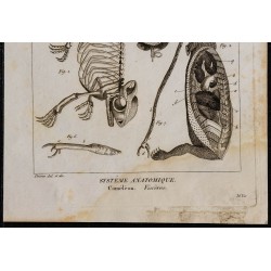 1825 - Viscères de caméléon 