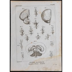 1825 - Encéphale des poissons et des mammifères 