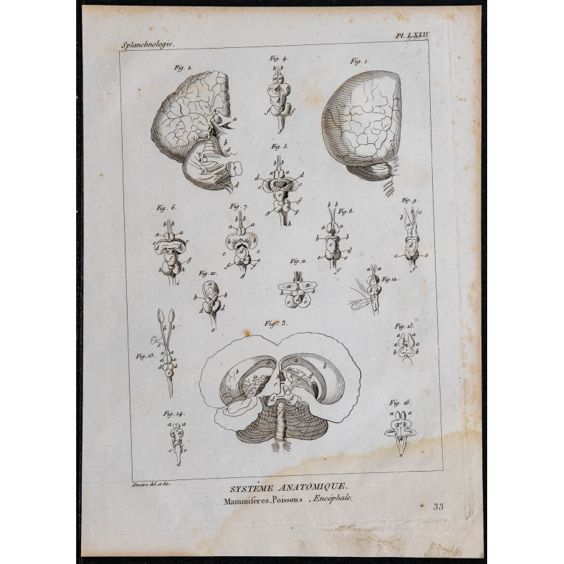 1825 - Encéphale des poissons et des mammifères 