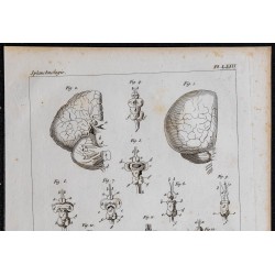 1825 - Encéphale des poissons et des mammifères 