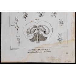 1825 - Encéphale des poissons et des mammifères 