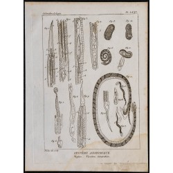 1825 - Viscère de vipère 