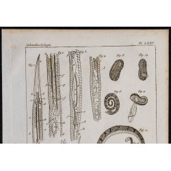 1825 - Viscère de vipère 