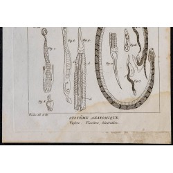1825 - Viscère de vipère 