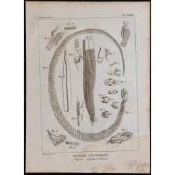 1825 - Squelette et viscères de la vipère 