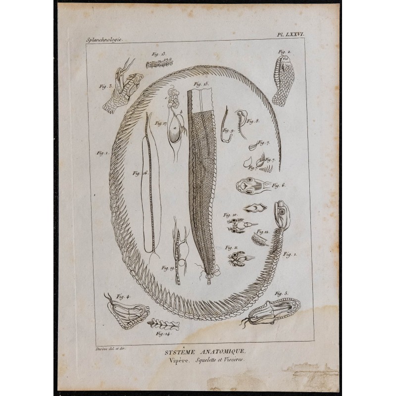 1825 - Squelette et viscères de la vipère 