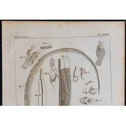 1825 - Squelette et viscères de la vipère 