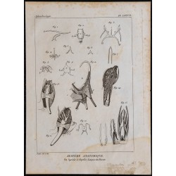 1825 - Os hyoïdes de reptiles 