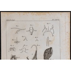 1825 - Os hyoïdes de reptiles 