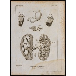 1825 - Viscère d'ours 