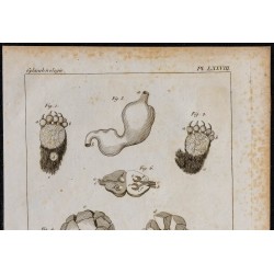 1825 - Viscère d'ours 