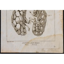 1825 - Viscère d'ours 