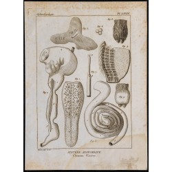 1825 - Viscère du chameau 