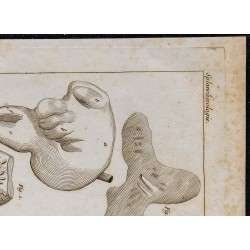 1825 - Viscère du chameau 