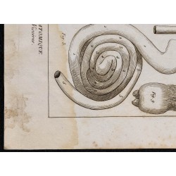 1825 - Viscère du chameau 