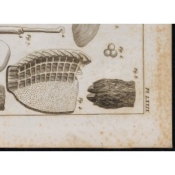 1825 - Viscère du chameau 