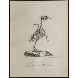 1830 - Squelette d'oiseau (Bec croisé) 