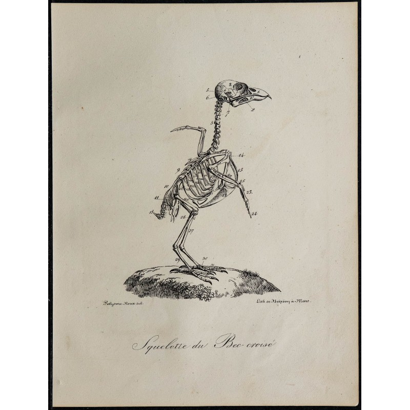 1830 - Squelette d'oiseau (Bec croisé) 