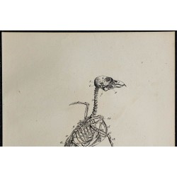 1830 - Squelette d'oiseau (Bec croisé) 