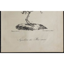 1830 - Squelette d'oiseau (Bec croisé) 