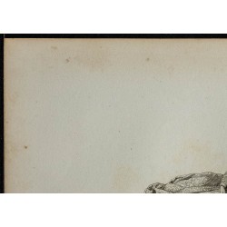1844 - Valentine Balbiano 