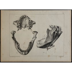 1839 - Mâchoires humaines et dentition 