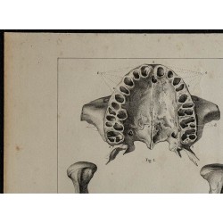 1839 - Mâchoires humaines et dentition 