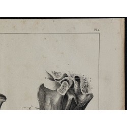 1839 - Mâchoires humaines et dentition 