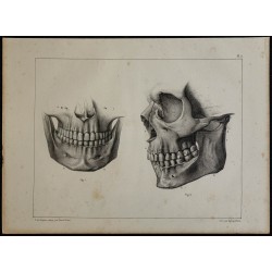 1839 - Mâchoires & dentition d'adulte 