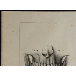 1839 - Mâchoires & dentition d'adulte 