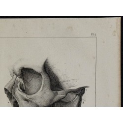 1839 - Mâchoires & dentition d'adulte 