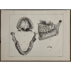 1839 - Dentition articulation & mandibule 