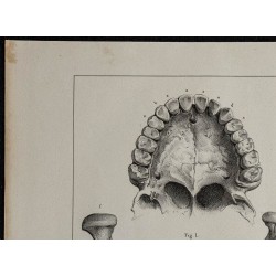 1839 - Dentition articulation & mandibule 