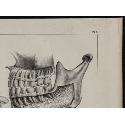 1839 - Dentition articulation & mandibule 