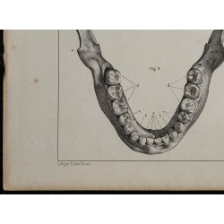 1839 - Dentition articulation & mandibule 