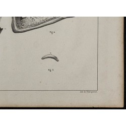 1839 - Dentition articulation & mandibule 